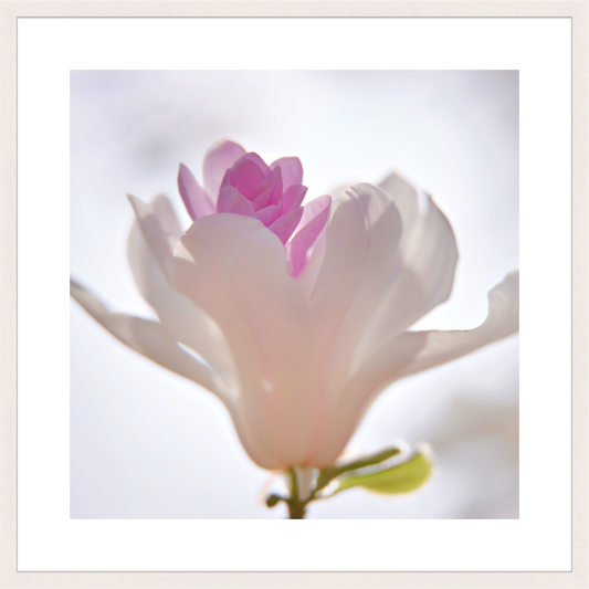 Tulpenmagnolie | Tiergarten, Berlin