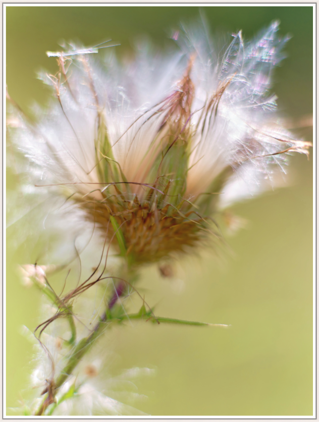 Kratzdistel | Tegeler Fließ, Berlin