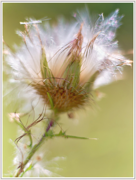 Kratzdistel | Tegeler Fließ, Berlin