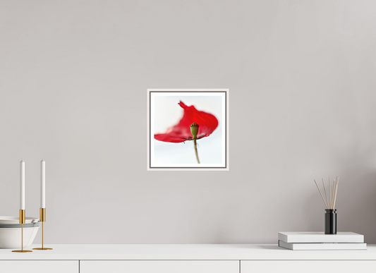 Klatschmohn | Teltow, Brandenburg