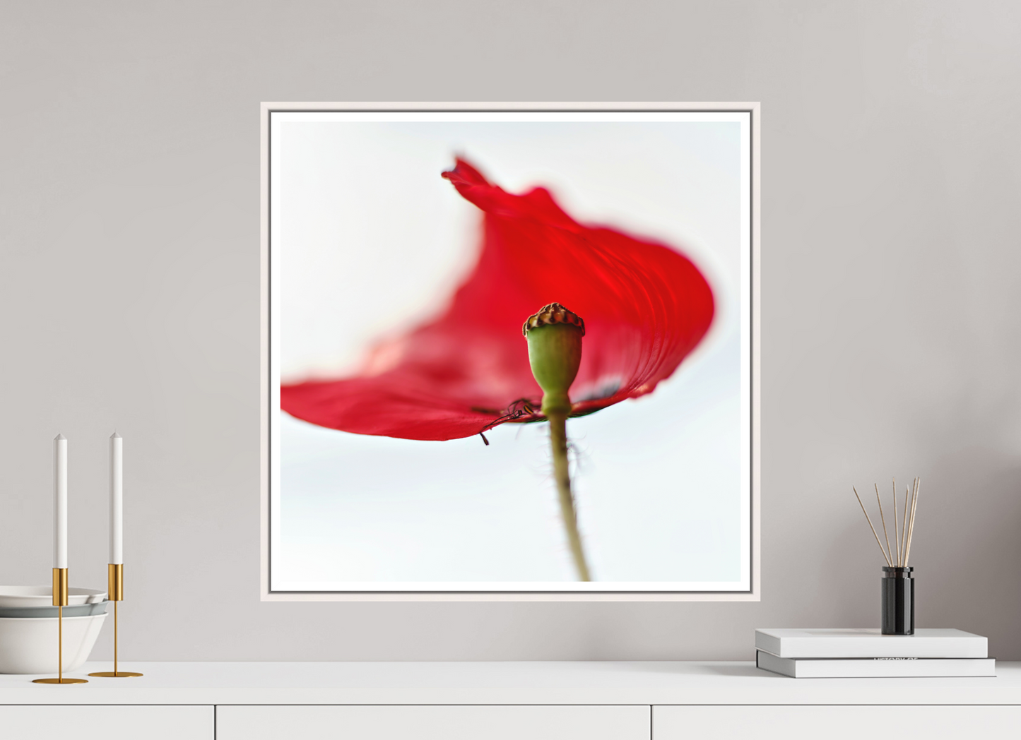 Klatschmohn | Teltow, Brandenburg