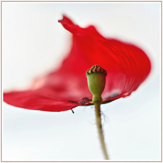 Klatschmohn | Teltow, Brandenburg